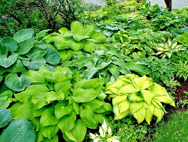 Hosta mix 100 seeds large variety, blue, grey, yellow, large, small, variegated