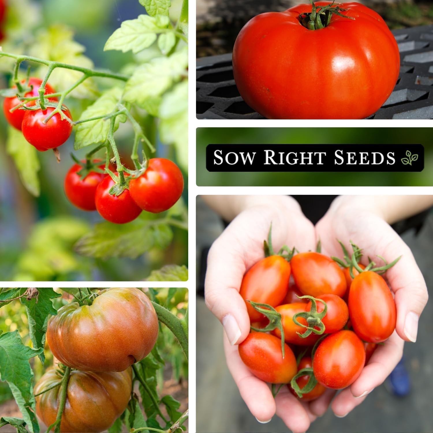 Classic Tomato Seed Collection for Planting – Cherokee Purple, Beefsteak, Lar…