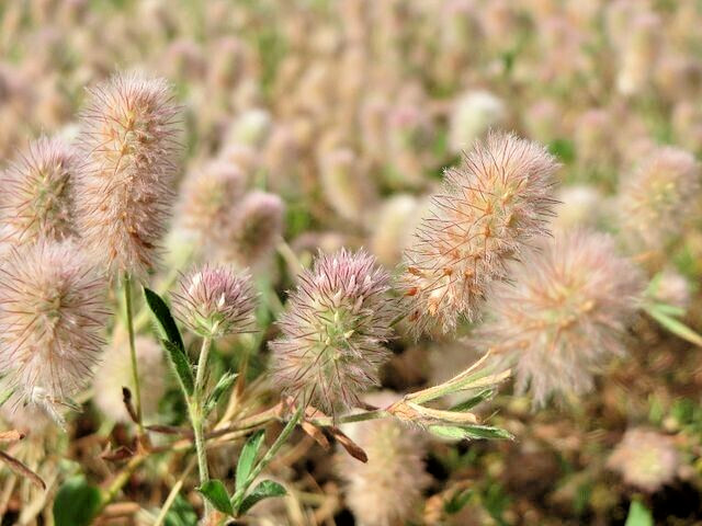 RABBIT’S FOOT CLOVER 200 SEEDS, TRIFOLIUM ARVENSE, FUZZY BUNNIES, EZ TO GROW