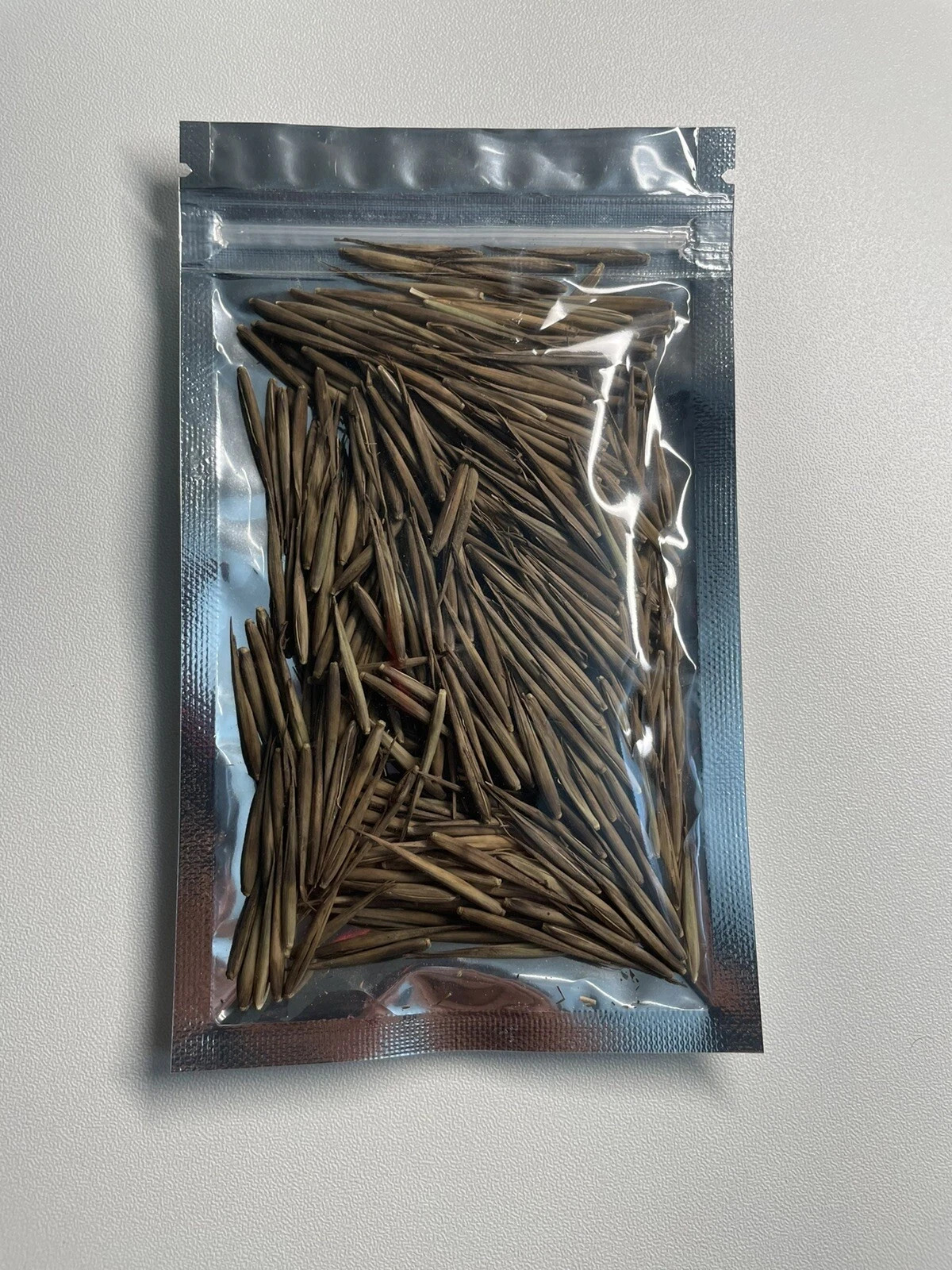500+ MOSO Bamboo Seeds. Giant Phyllostachys edulis. USA Seller, Fast Shipping