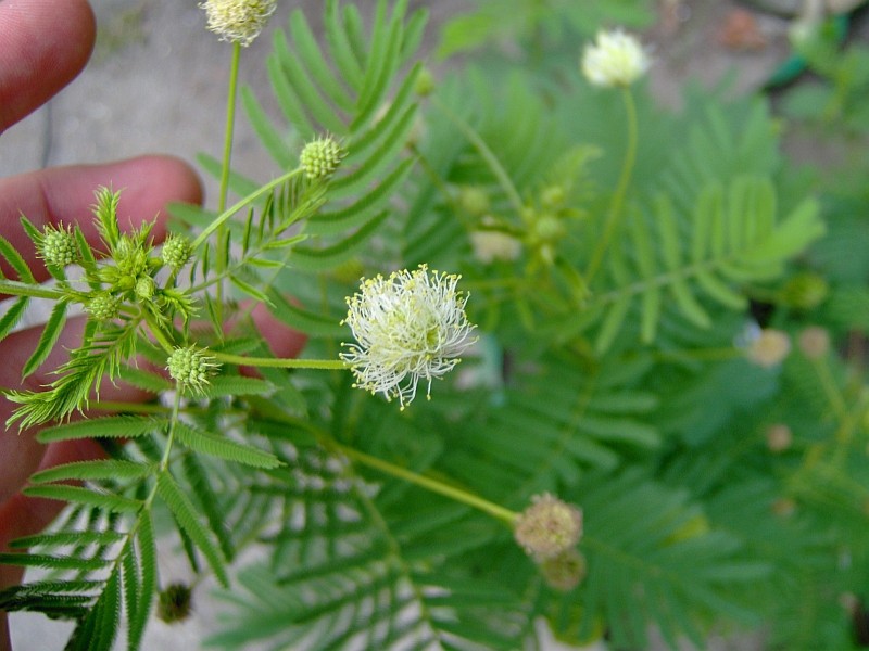 200 Illinois Bundleflower Seeds – Desmanthus illinoensis – Butterfly Plant