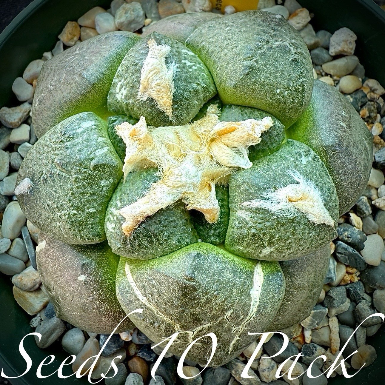 (10) Pack RARE SEEDS Ariocarpus Lloydii cv. “Reizan” Japan Cultivar US SELLER
