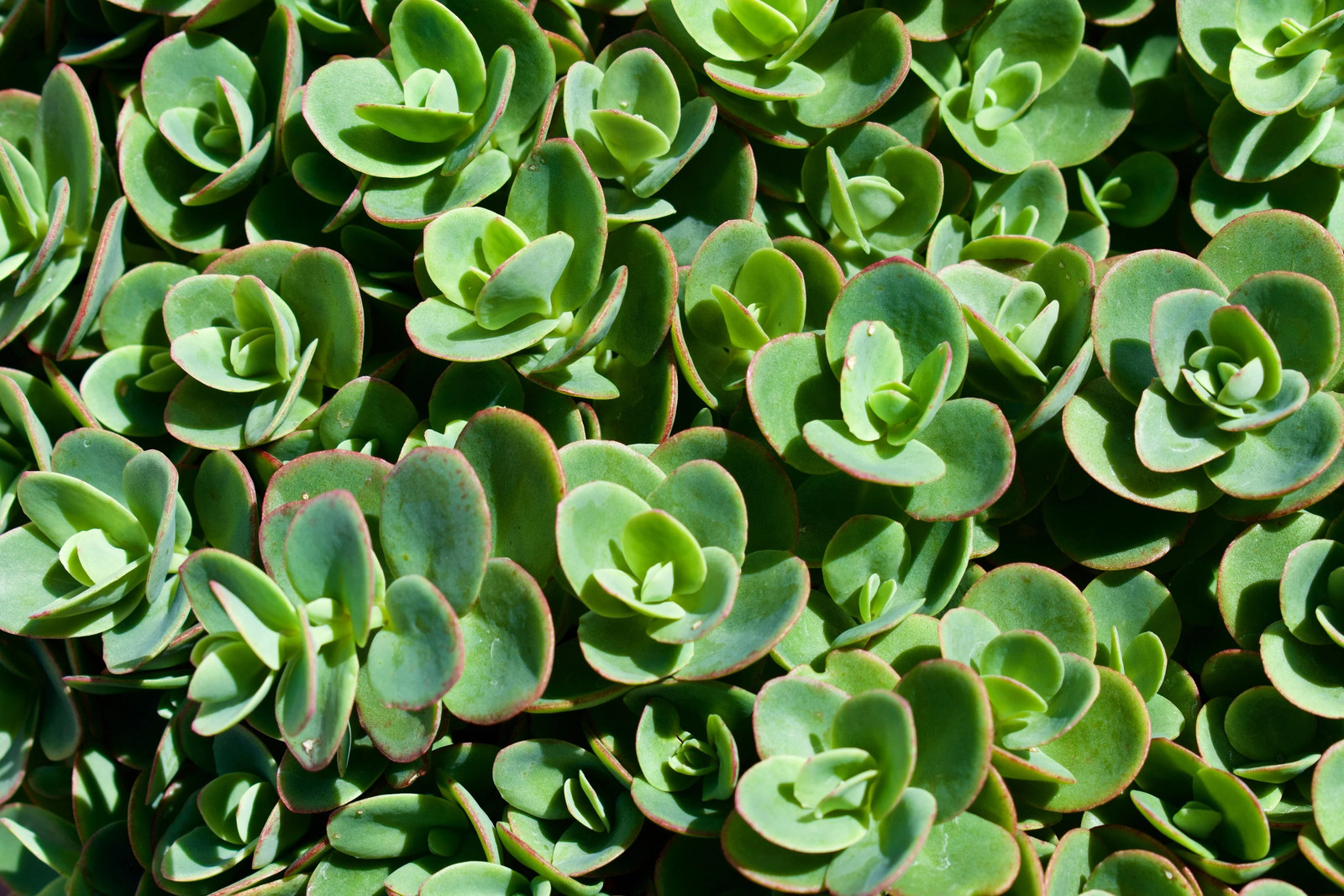 150 MIXED SEDUM Stonecrop Succulent Groundcover Red Pink Purple + Flower Seeds