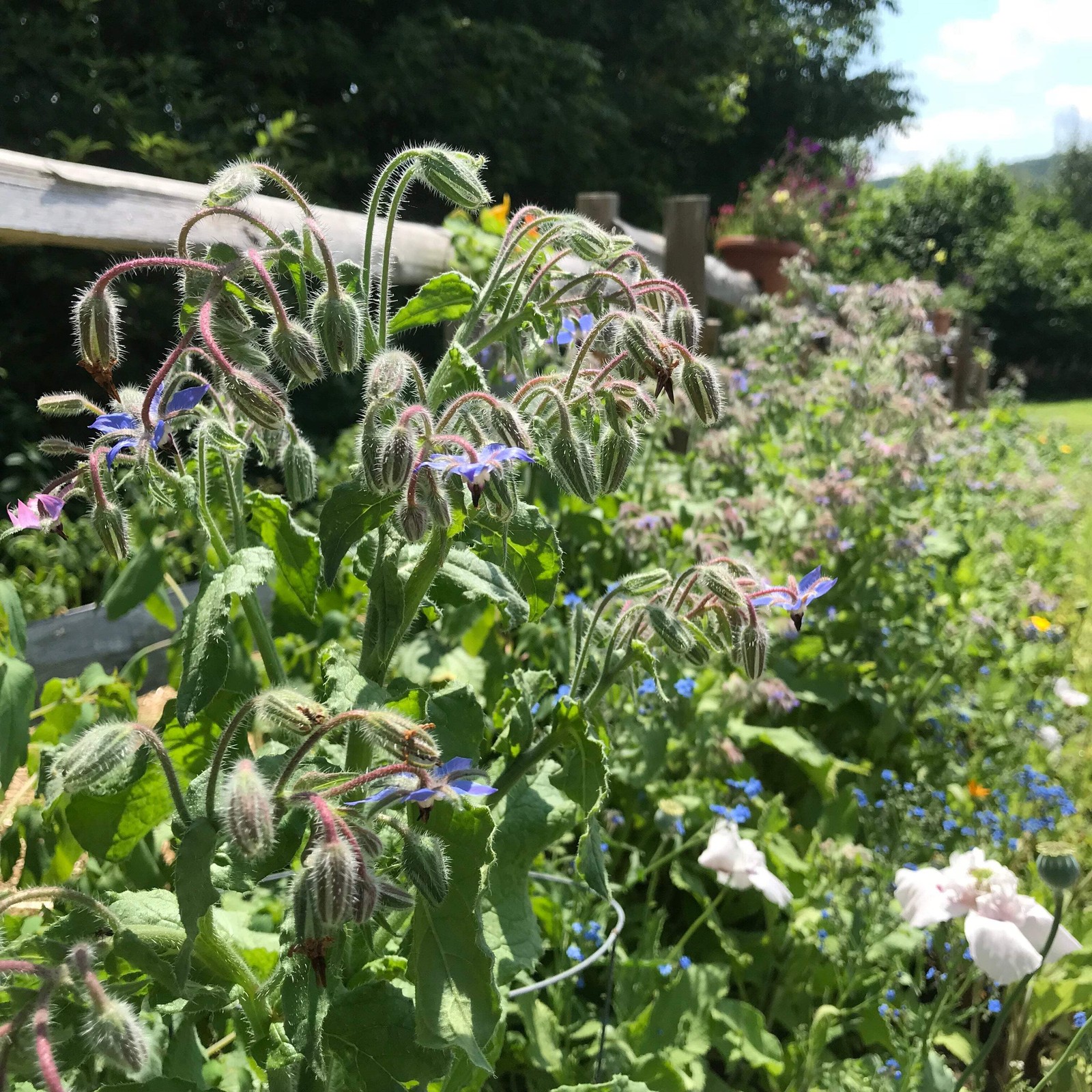 Borage Seeds (Borago officinalis) ~Traditional Herb Pollinator Attractor Garden