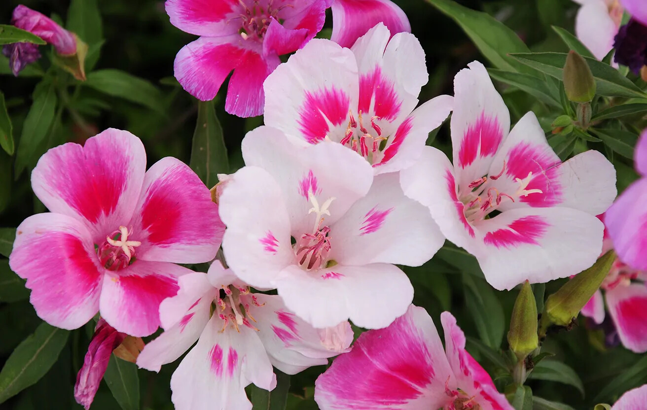 Farewell to Spring Seeds, Clarkia, Godetia, Gorgeous Pink Wildflower, FREE SHIP