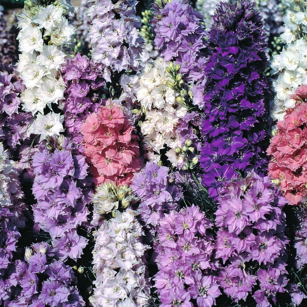 601+LARKSPUR Rocket IMPERIAL Mix Seeds Native Wildflower Cut Flowers Pollinators