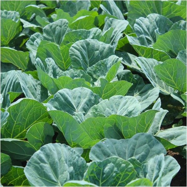 Georgia Southern Collard Seeds, NON-GMO, FREE SHIPPING