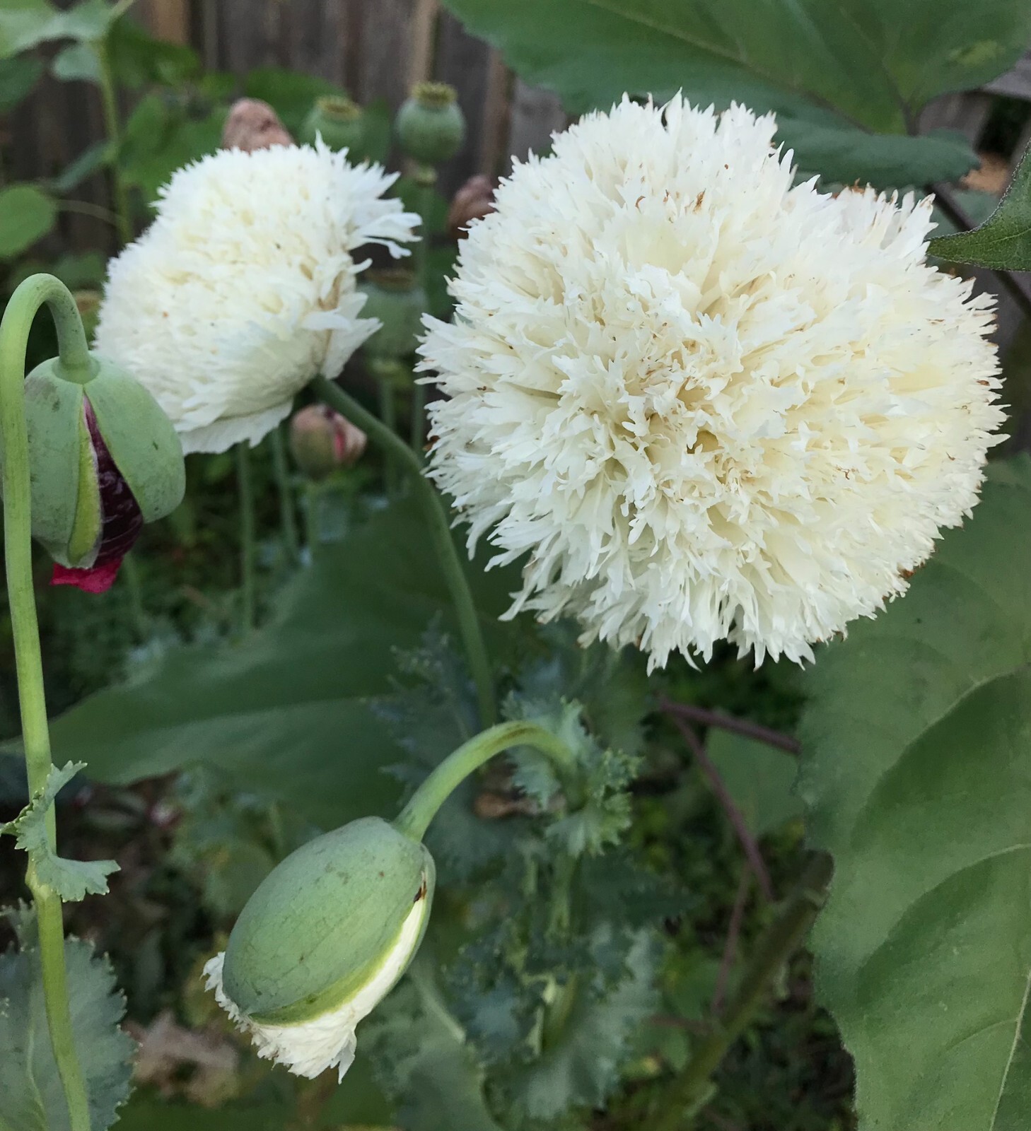 Poppy PERKY PEONY Mixed Colors Breadseed Double Blooms USA Organic 500 Seeds
