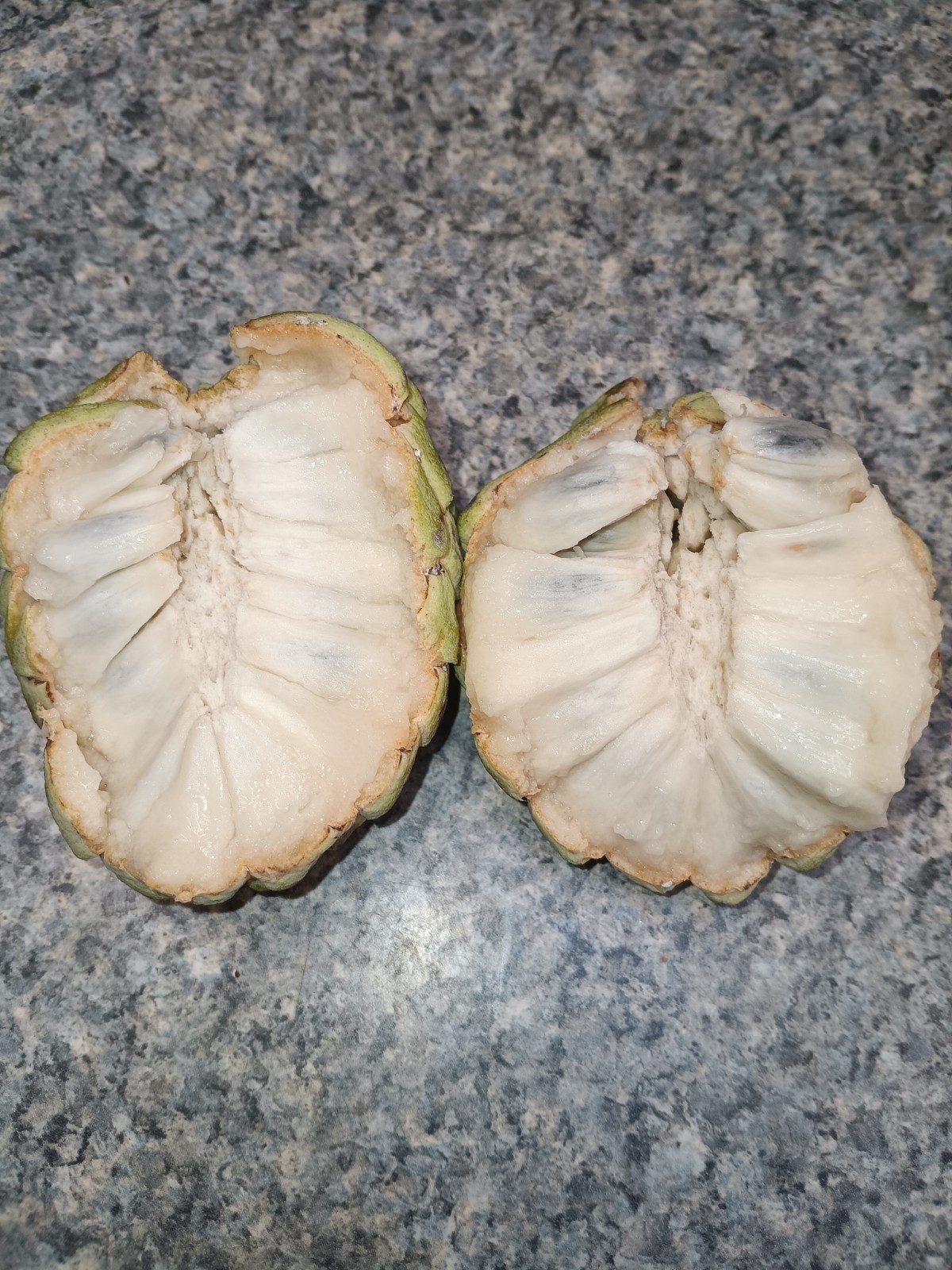 Annona squamosa Sweetsop Sugar Apple Fruit Organic 100 Seeds Florida 2025 Season