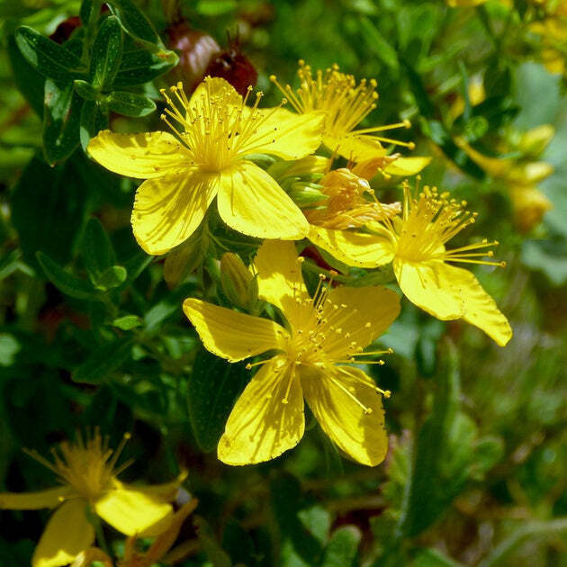 St. John’s Wort Seeds 500+ Herb Ground Cover Culinary Medicinal USA FREE S&H