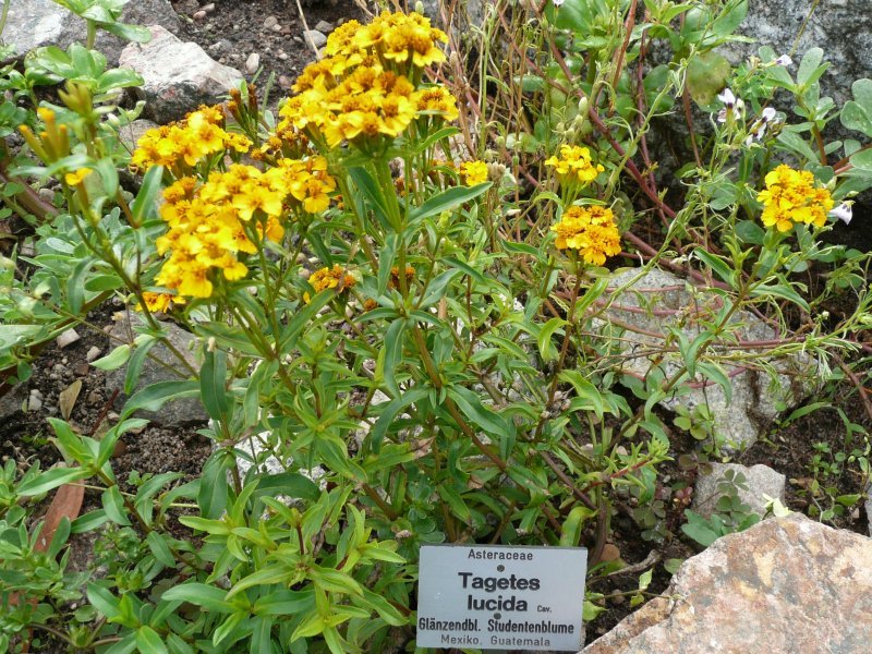 Heirloom Mexican Mint Marigold Seeds Texas tarragon Tagetes lucida