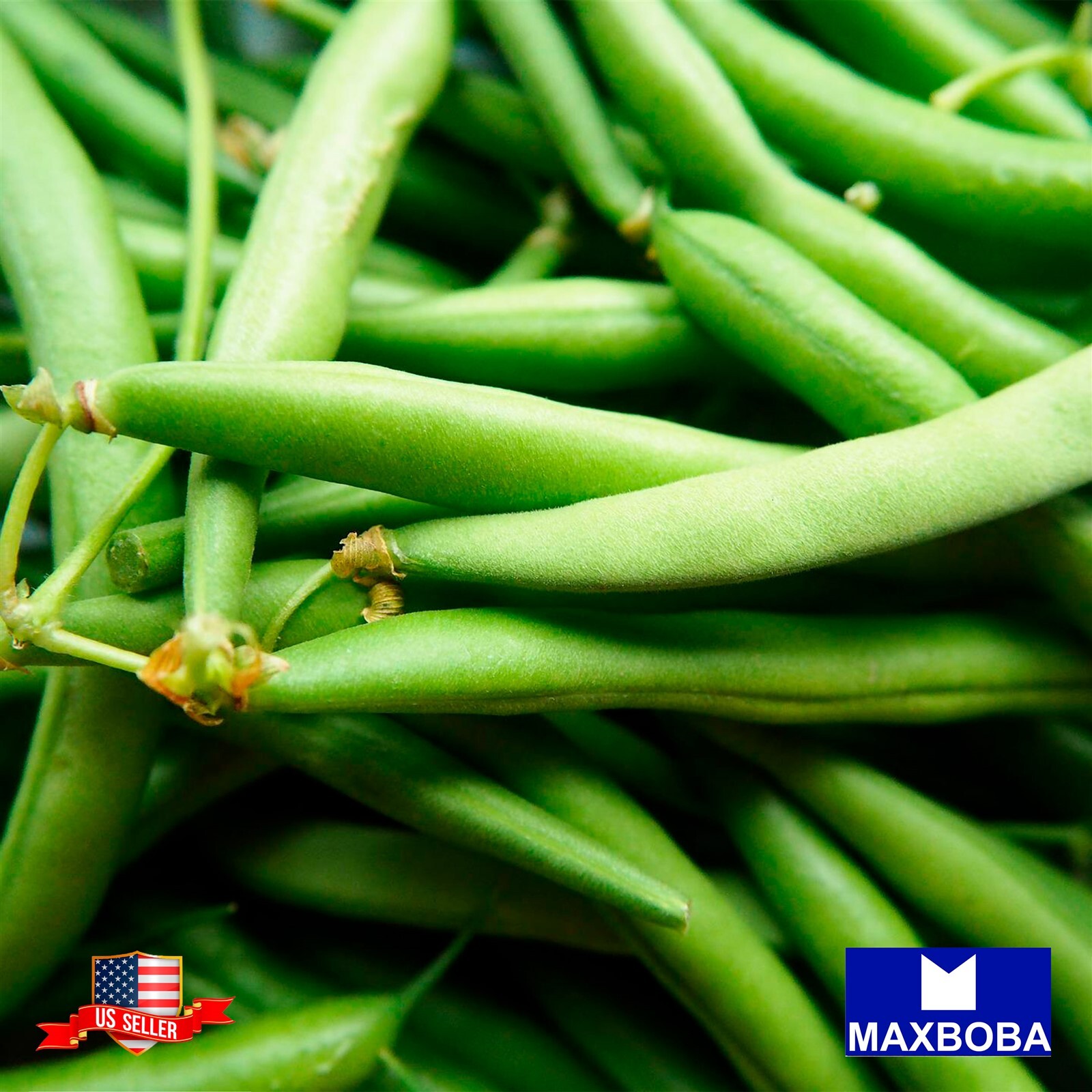 Bean Seeds – Bush – Jade Non-GMO / Heirloom / Vegetable Fresh