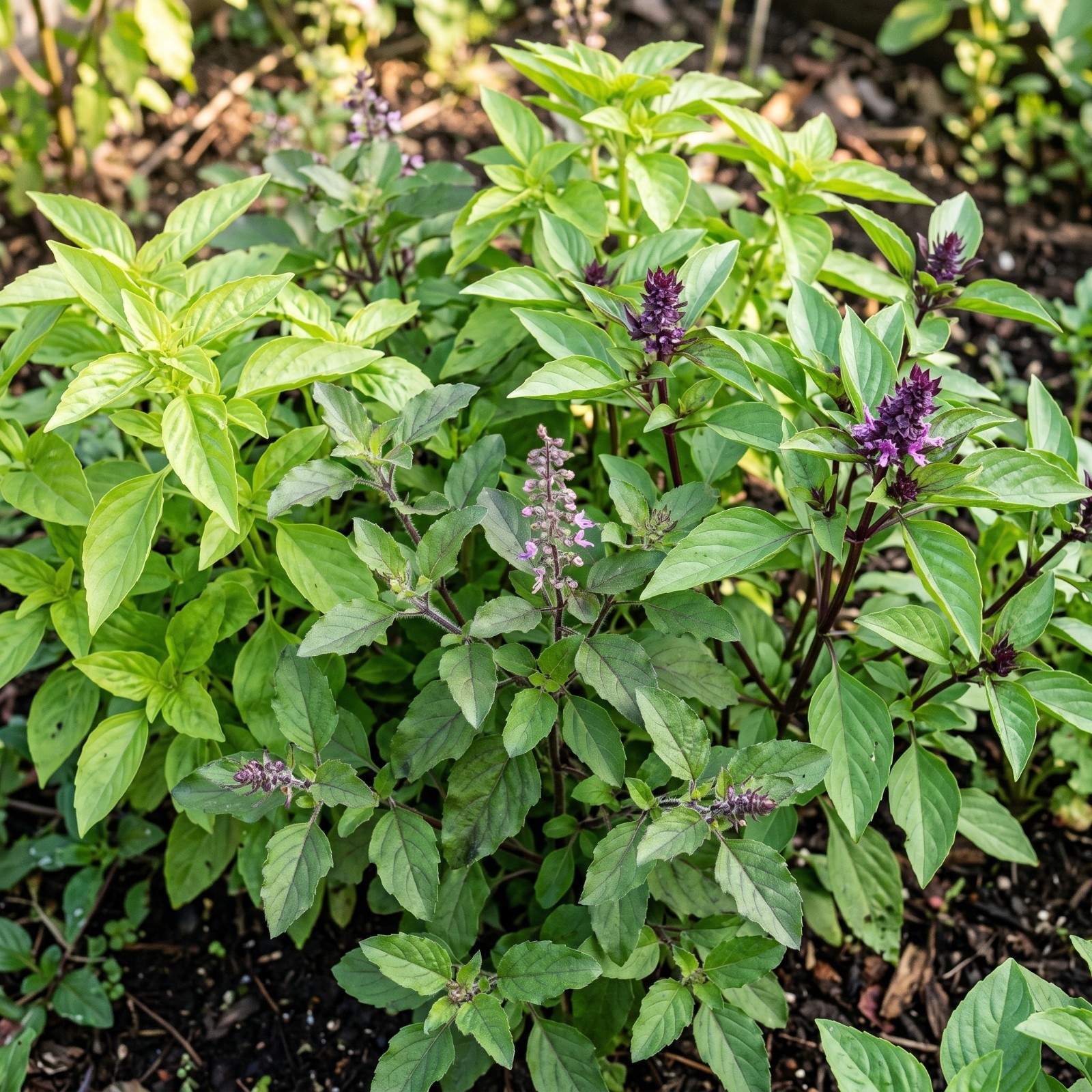 Basil HEAT WAVE MIX Heat Tolerant Summer Sun Herb Garden Blend Non-GMO 500 Seeds