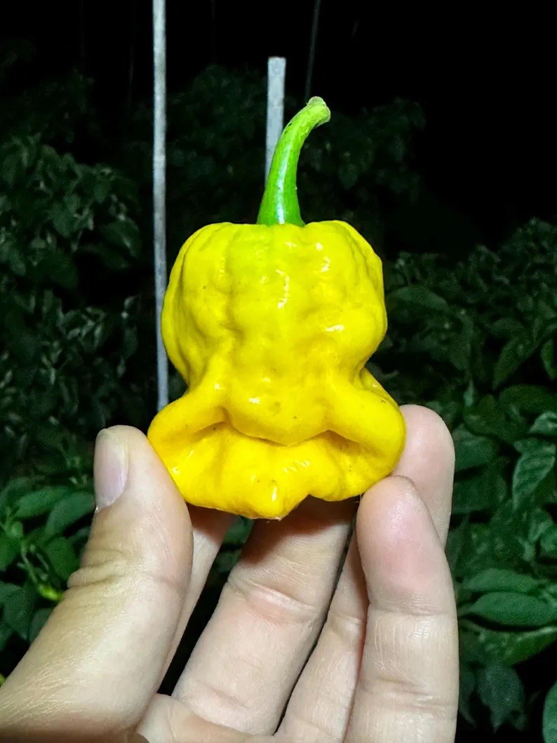 Lucifer Lemon Pepper Seeds