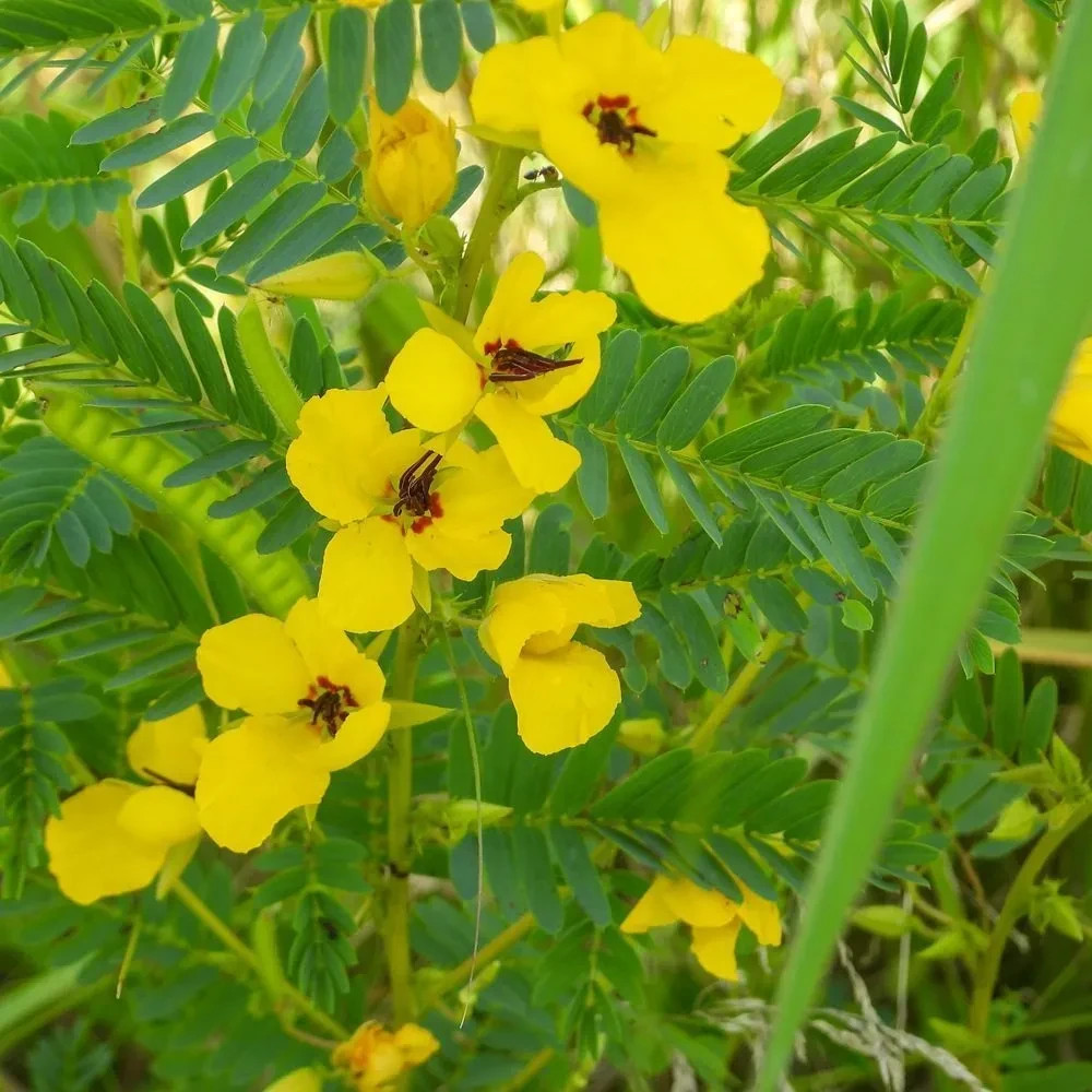 Partridge Pea Flower Seeds. 100 Seeds. Free Shipping!