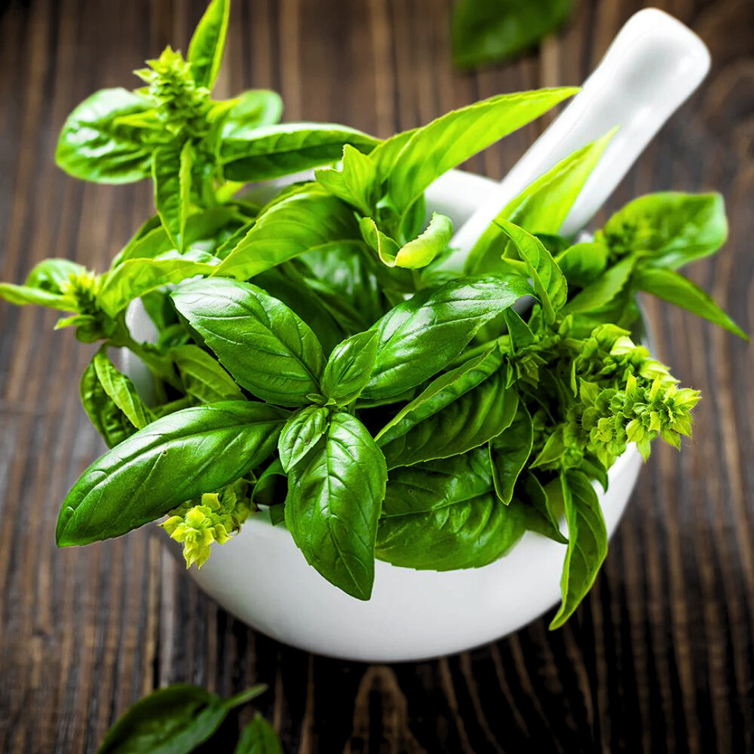 Fresh Italian Large Leaf Basil | Heirloom Non-GMO | Herb Seeds