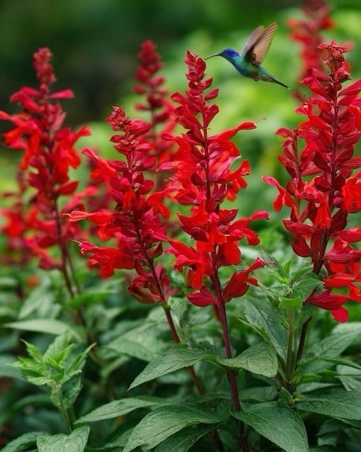 800+ SCARLET SAGE SEEDS (Salvia coccinea)- medicinal, hummingbirds love, NON-GMO