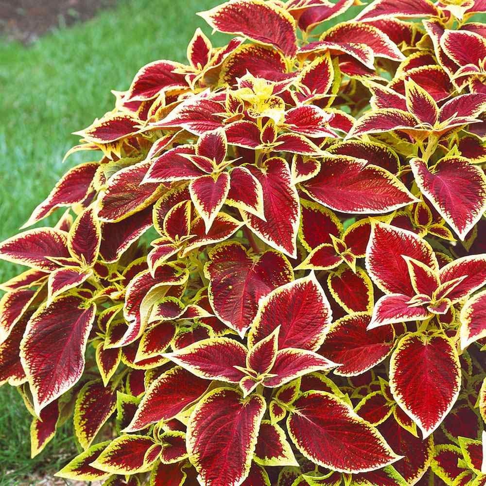 New 100pcs Coleus Plant Seeds Red Yellow Generic
