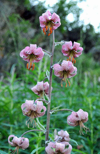 Lilium martagon var. pilosiusculum | 10 Seeds