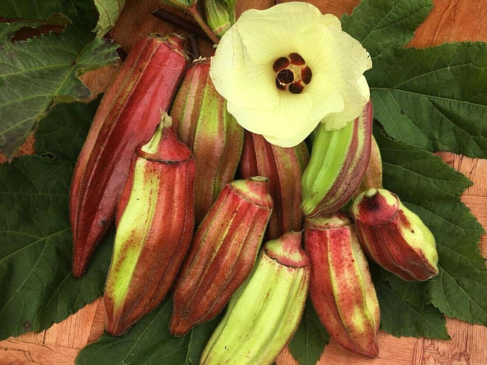 100+ Texas Hill Country Red Okra Seeds ——————— Heirloom — NON GMO
