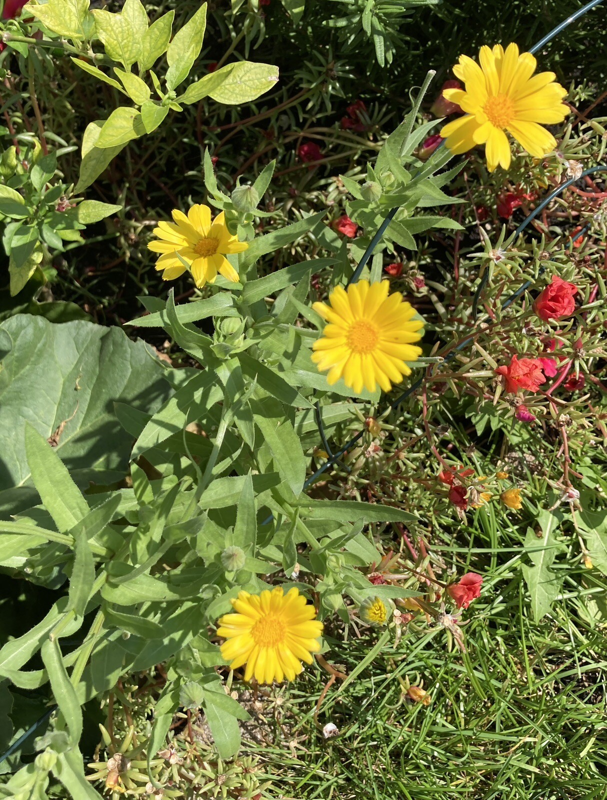 Pot Marigold, Calendula officinalis seeds 50ct, great companion plant!