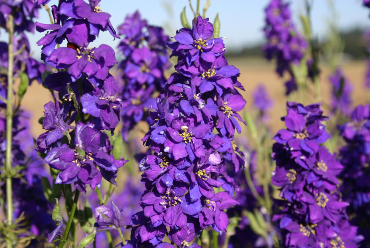 Rocket Larkspur Delphinium NIGHT SKY MIX Blues Pollinators Non-GMO 500 Seeds!
