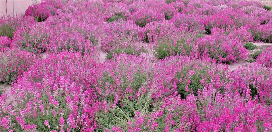 51+UTAH Northern SWEETVETCH Seeds Native Wildflower Drought Heat Cold Poor Soils