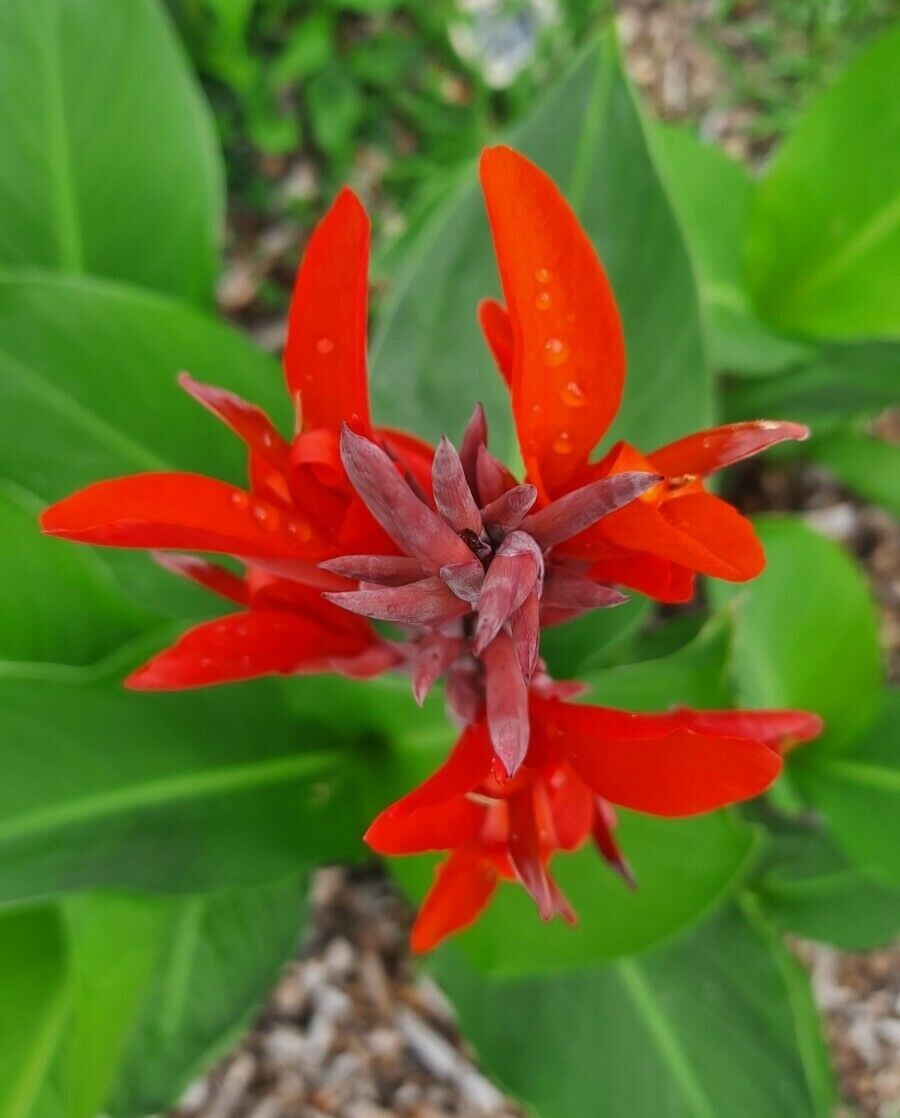 40 small Canna Lily bulbs Rhizomes tall large green leaves-Deer resistant