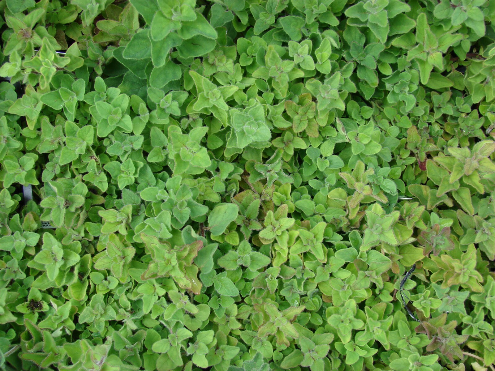 Origanum vulgare Hirtum | Greek Oregano | 200_Seeds