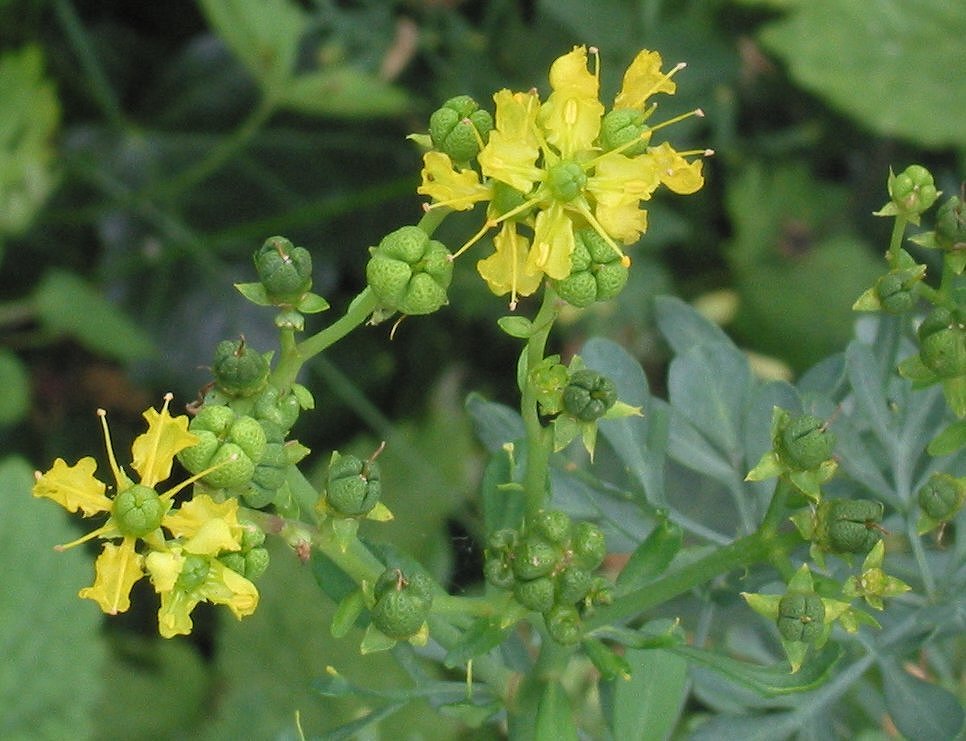 200 Ruta Graveolens Seeds – Rue Seeds – Medicinal Herb