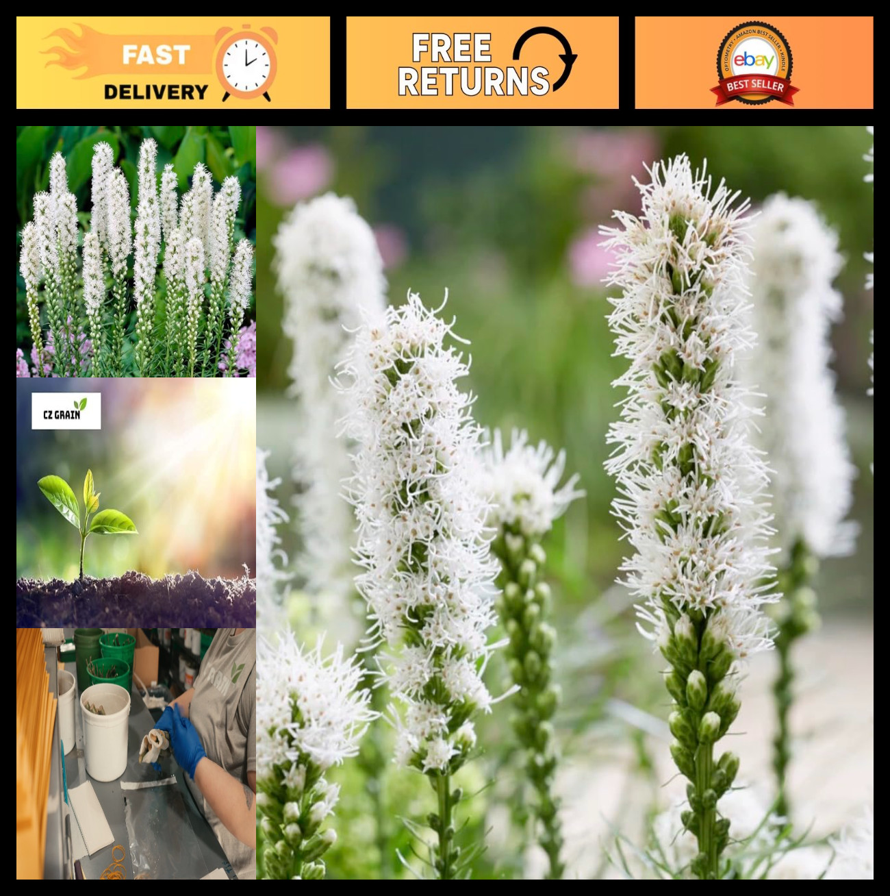 White Blazing Star Bulbs – Spicata Liatris – Unique White Flowering Plants (10 B