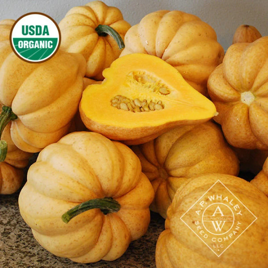 40 organic Thelma Sanders’ Sweet Potato winter squash seeds