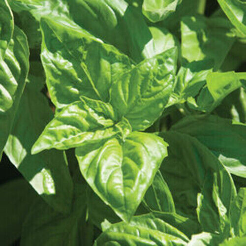 SCARBOROUGH SEEDS Italian Large Leaf Basil, Heirloom Herb 500 Seeds, non GMO