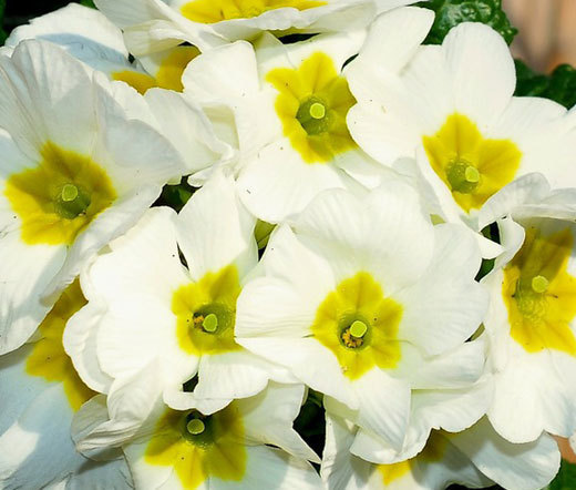 PRIMROSE ENGLISH ACCORD WHITE Primula Vulgaris – 50 Bulk Seeds