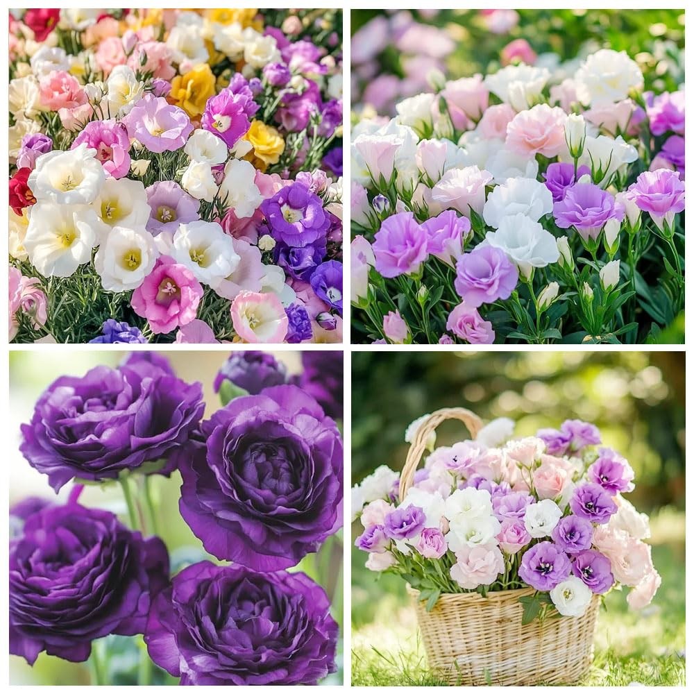 1000+Mixed Lisianthus Seeds for Planting-Lisianthus Thornless Roses Mixed