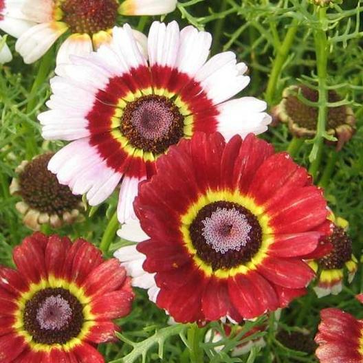 Painted Daisy MIXED Colors Pollinators Butterflies Perennial Non-GMO 200 Seeds!