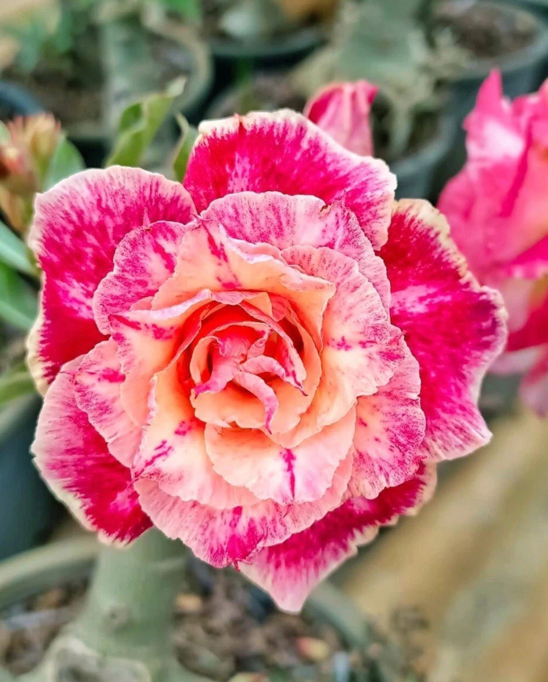 10. Desert Rose Seed ( Red& Yellow) Beautiful , Rare