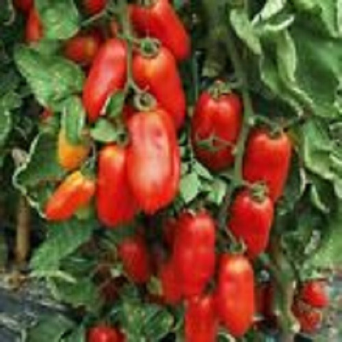 SCARBOROUGH SEEDS San Marzano Tomato 100 Seeds, Heirloom NON-GMO Free Shipping!