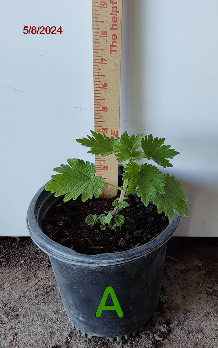1(One) Live “MOTHERWORT” Plant about 4-11″ Tall