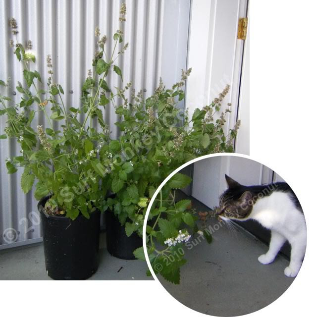 Killer Catnip Seeds! With FREE Instruction Card! Potent Pacific NW Giant Plant!