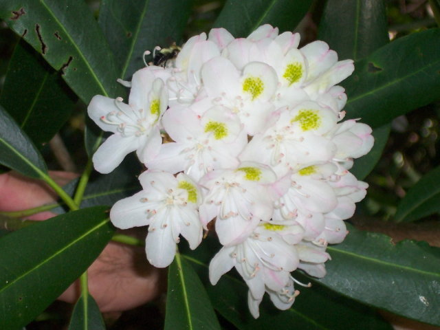 Rosebay Rhododendron, Rhododendron maximum, Shrub Seeds (Showy Evergreen)
