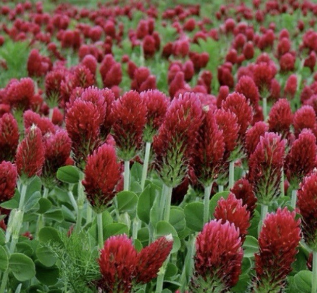 300 Crimson Clover Dixie (Trifolium Incarnatum) seeds (Non-GMO) Inoculated