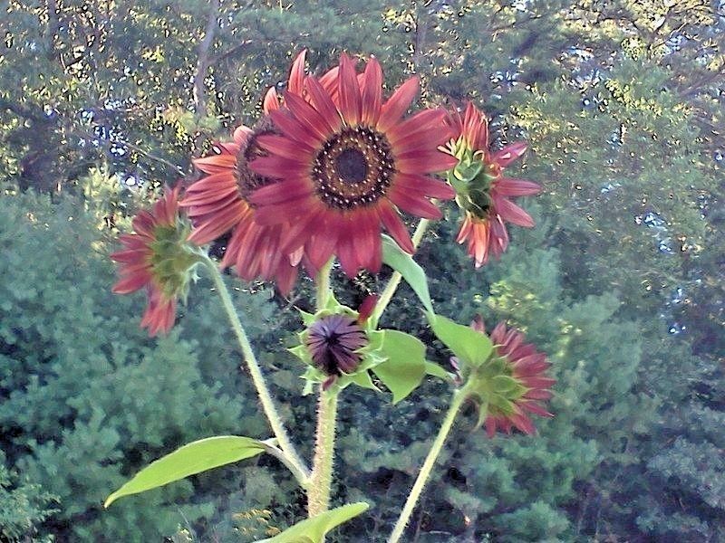51+RED SUN SUNFLOWER Seeds Branching Cut Flowers Summer Garden Native Plant Easy