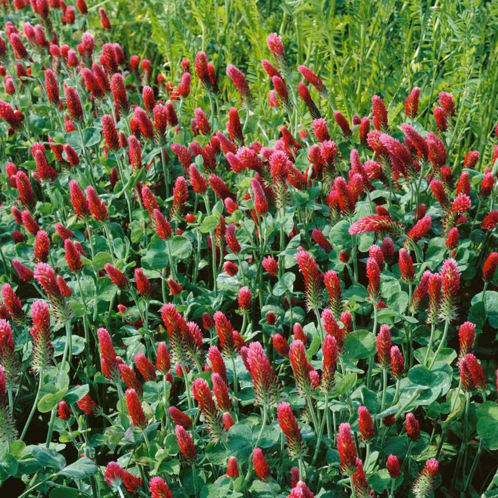 40 LBS – Inoculated Bulk Crimson Clover Seed For Planting Pastures, Cover