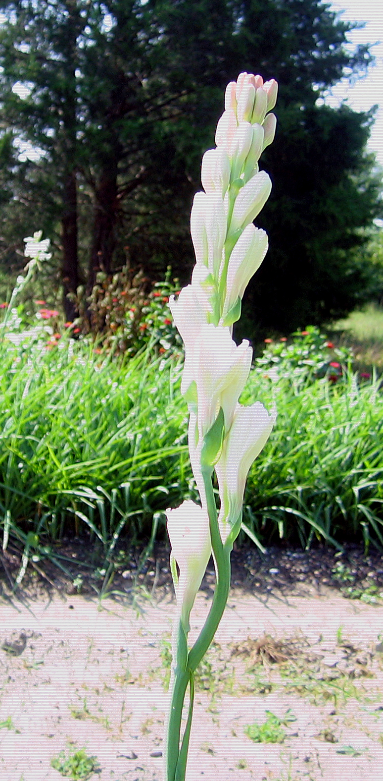 Tuberose large bulbs double pearl set of 6 – FRAGRANT – Polianthus