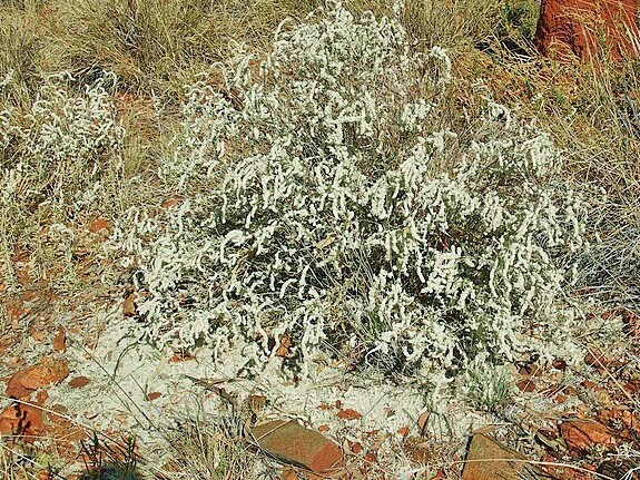 Aerva javanica | Desert Cotton | 100 Seeds