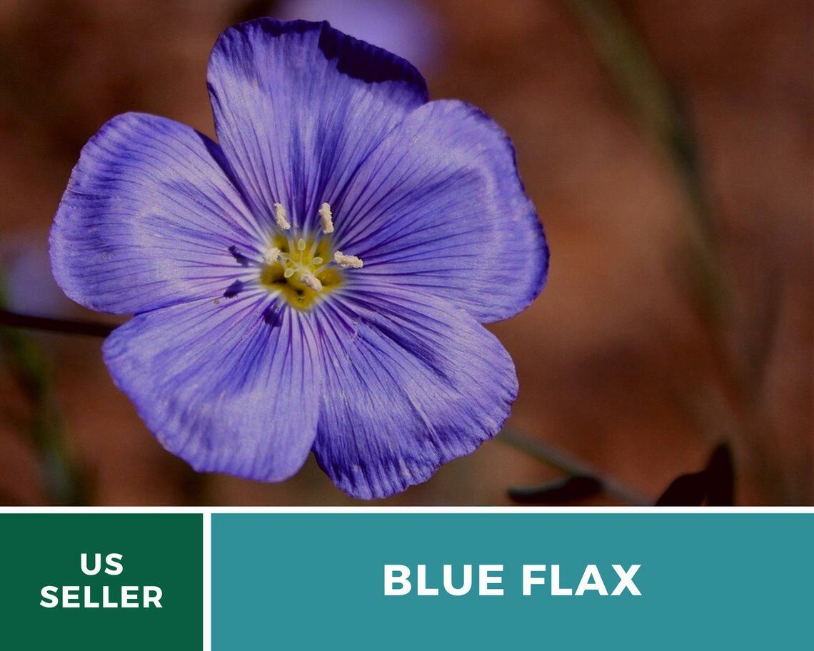 Flax, Blue – “Prairie Flax” – 100 Seeds – Stunning Flowers – Sow Spring or Fall