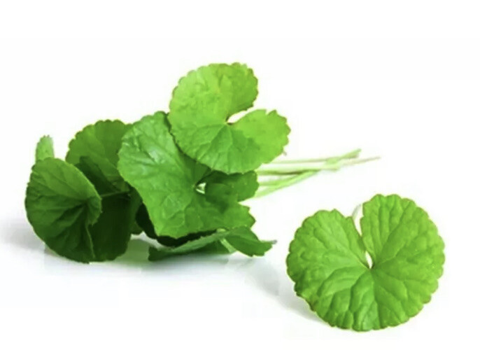 Centella Asiatica Big Leaf Seed Gotu Kola Indian Pennywort Rau Má 350 Seeds