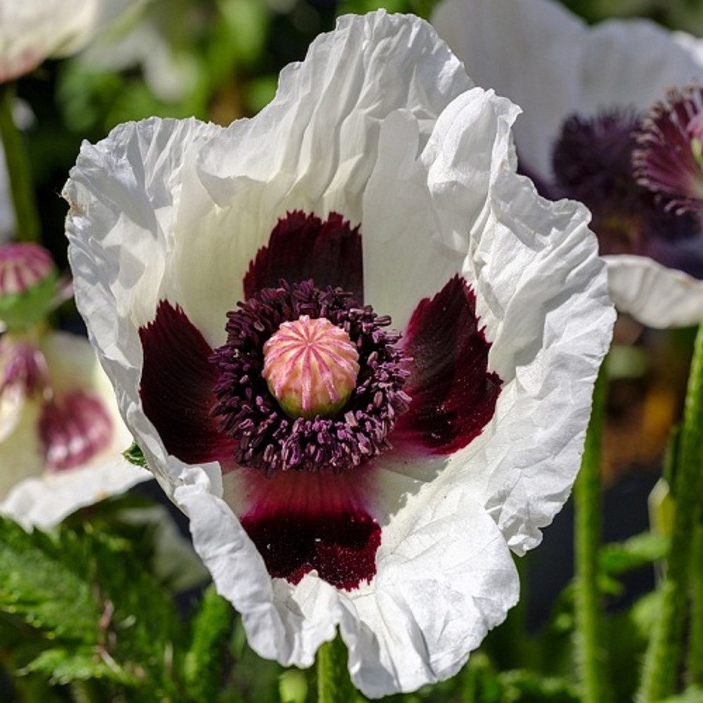 20,000+ Untreated, Organic Tasmanian Papever Somniferum Poppy Seeds for Planting