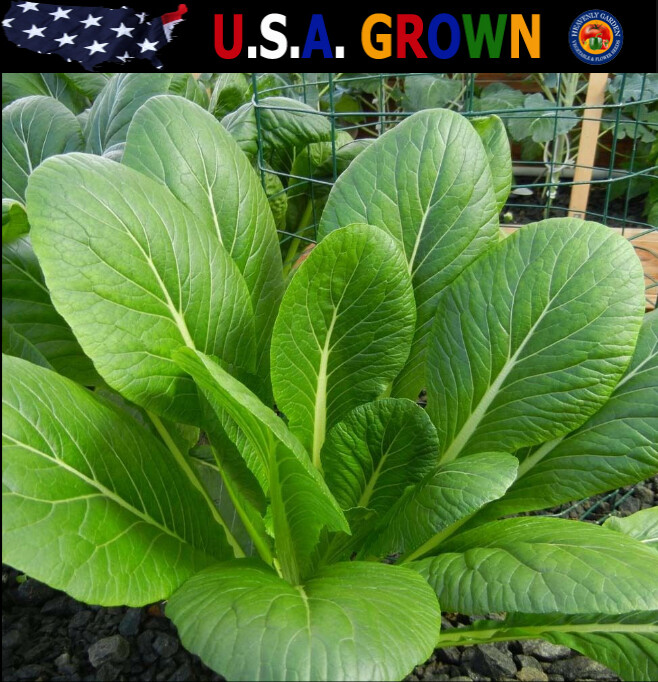 2000 Komatsuna Seeds Spinach Greens Japanese Mustard